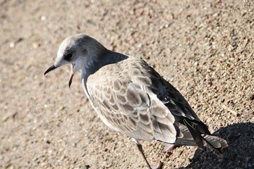 A young gull is on a beach in bright summer day. The bird`s beak is open.