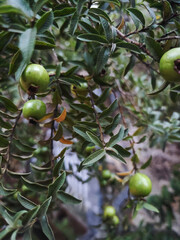 guava fruit on tree