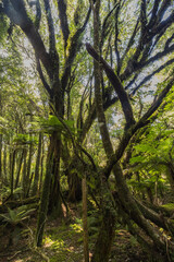 ニュージーランド　ウェスト・コーストにあるフォックス・グレイシャー・サウス・サイド・ウォークの景色