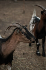 
Beautiful colored goats on a goat farm
