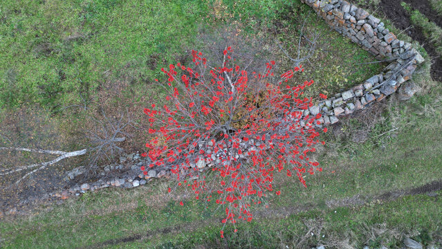Aerial view of a sumac tree ablaze with fiery red leaves, nestled between weathered stone walls and verdant fields, Posof, Ardahan, T&Atilde;&frac14;rkiye.