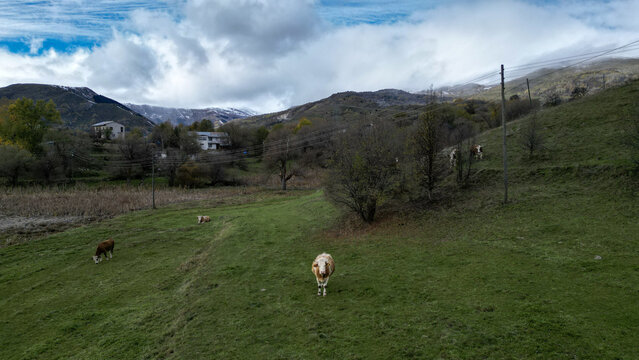 Aerial view of cows graze on the vivid green hillside below the village homes nestled amongst the trees, Posof, Ardahan, T&Atilde;&frac14;rkiye.