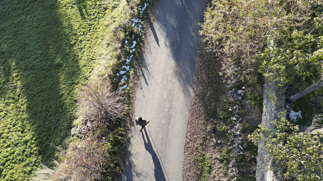 Aerial view of a solitary figure walks along a sun-drenched lane, flanked by verdant fields and the stark shadows of bare trees, Posof, Ardahan, T&Atilde;&frac14;rkiye.