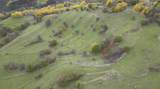 Aerial view of undulating green hills dotted with trees displaying autumnal hues, creating a textured landscape, Posof, Ardahan, T&Atilde;&frac14;rkiye.
