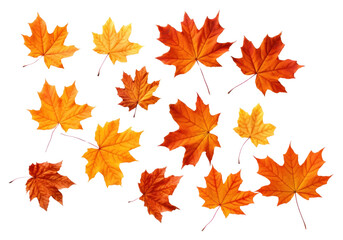 Obraz premium PNG Autumn leaves maple backgrounds plant.