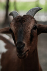 
Beautiful colored goats on a goat farm
