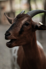 Obraz premium Beautiful colored goats on a goat farm 