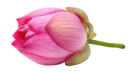 Pink lotus flower budTransparent background, PNG file