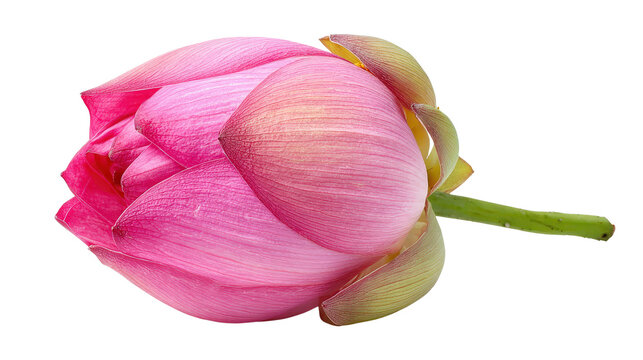 Pink lotus flower budTransparent background, PNG file