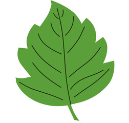 green leaf vector on white background
