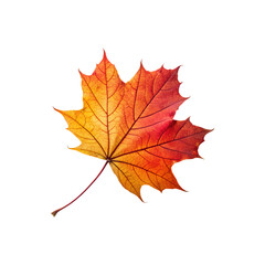 Colorful maple leaf isolated on transparent background, symbolizing the autumn season and the beauty of natures changes