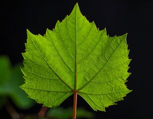 Fototapeta premium Close-up of vibrant green grape leaf