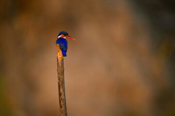 Malachite kingfisher looks over shoulder on pole