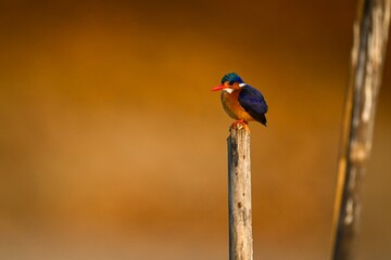 Malachite kingfisher on bamboo post by another