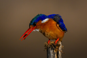 Malachite kingfisher on bamboo post holds food