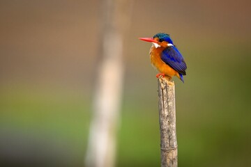 Malachite kingfisher on bamboo post looking upwards