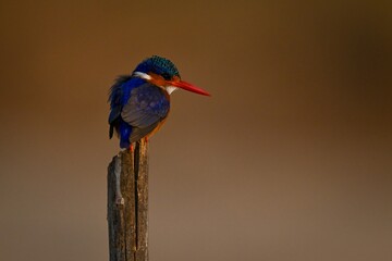 Malachite kingfisher on bamboo post looks round