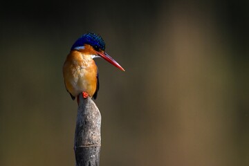 Malachite kingfisher looks over shoulder on post