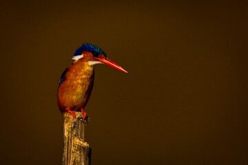 Malachite kingfisher on bamboo pole staring down