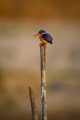 Malachite kingfisher on cracked post looks down
