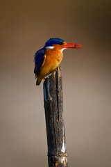 Malachite kingfisher on cracked post holds bug