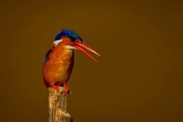 Malachite kingfisher on bamboo pole opening beak