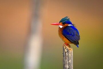 Malachite kingfisher on cracked post behind another