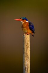 Malachite kingfisher on cracked post eyeing camera