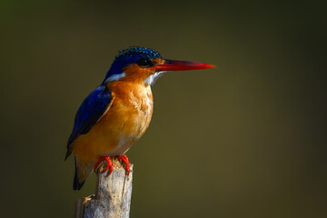 Malachite kingfisher on bamboo post in sunshine