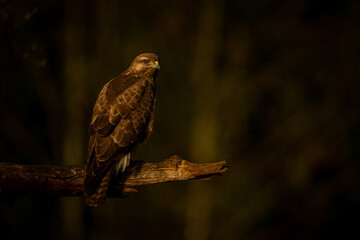 Common buzzard with catchlight on broken branch