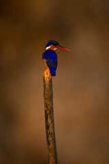 Malachite kingfisher looks right on bamboo post