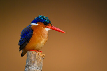 Malachite kingfisher on bamboo pole facing right