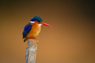 Malachite kingfisher on bamboo post faces right