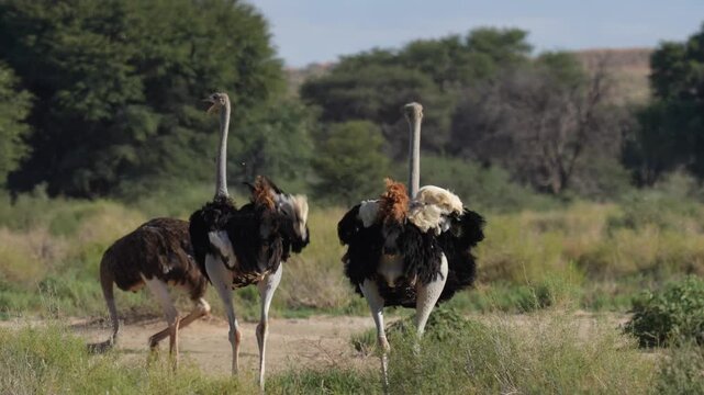 4K 60p footage of a male common ostriches (Struthio camelus) in typical Kalahari veld, Indulging in courtship rituals. Kgalagadi Transfrontier Park, Northern Cape, South Africa.