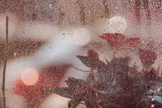 Morning light filters through a misty window showcasing vibrant leaves and soft bokeh in a cozy indoor setting