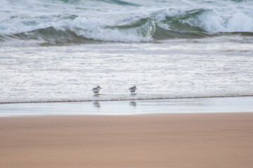 Two small birds run along the shoreline at the beach during a calm day by the ocean waves
