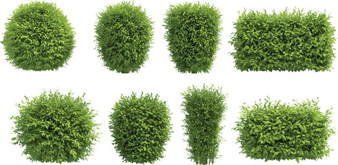 Green garden bushes set, isolated hedge collection, trimmed foliage shrubs, landscaping elements