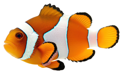 PNG Orange and white clown fish animal white background pomacentridae.