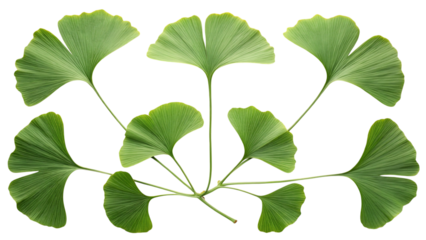 Ginkgo biloba leaves pattern isolated on transparent background