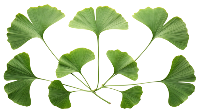 Ginkgo biloba leaves pattern isolated on transparent background