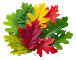 Colorful oak and maple leaf bunch vibrant autumn foliage green yellow and red leaves realistic texture natural arrangement seasonal decoration isolated on white