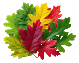 Colorful oak and maple leaf bunch vibrant autumn foliage green yellow and red leaves realistic texture natural arrangement seasonal decoration isolated on white
