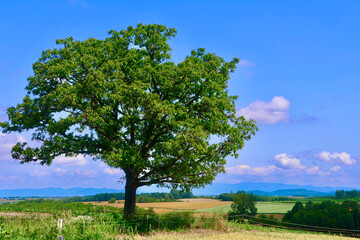 セブンスターの木（北海道・上川郡美瑛町）