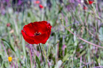 Papaver rhoeas. Single Red Poppy with a blurred natural background