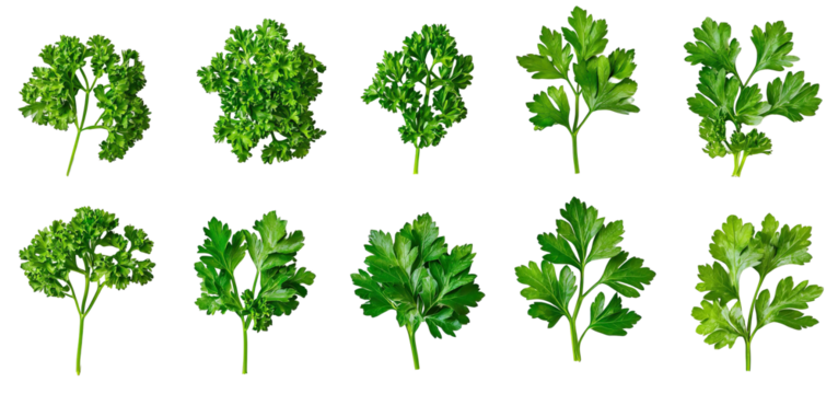 Parsley leaves isolated on white background present fresh curly texture. Bright green herb clusters showcase detailed leaf patterns. Ideal for culinary, botanical, and design use.