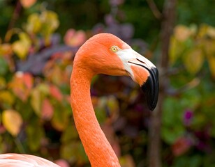 Close-up of a vibrant pink flamingo