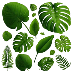 Lush green tropical leaves in various shapes and sizes, arranged on a black background © Abu
