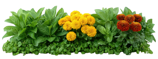 Row of vibrant zinnia flowers with lush green foliage, yellow and orange blooms, fresh garden border, cheerful and natural outdoor scene