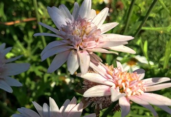 Macro Photo  of the Argyranthemum frutescens blossom. Vancouver close-Up. Marguerite Daisy in Bloom.  Ornamental Garden Daisy. Beautiful pink flower isolated for background.