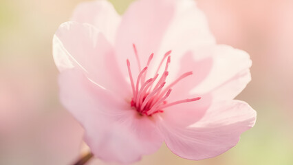 Obraz premium Close-up of a single cherry blossom on soft pastel background, delicate and minimal floral composition